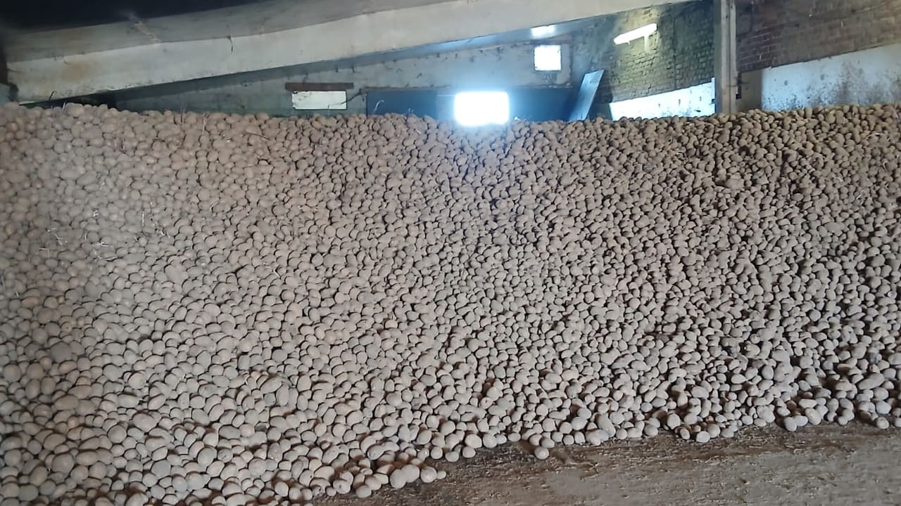 Kartoffelüberschuss in Belgien: Gratis Aktion sorgt für Aufsehen