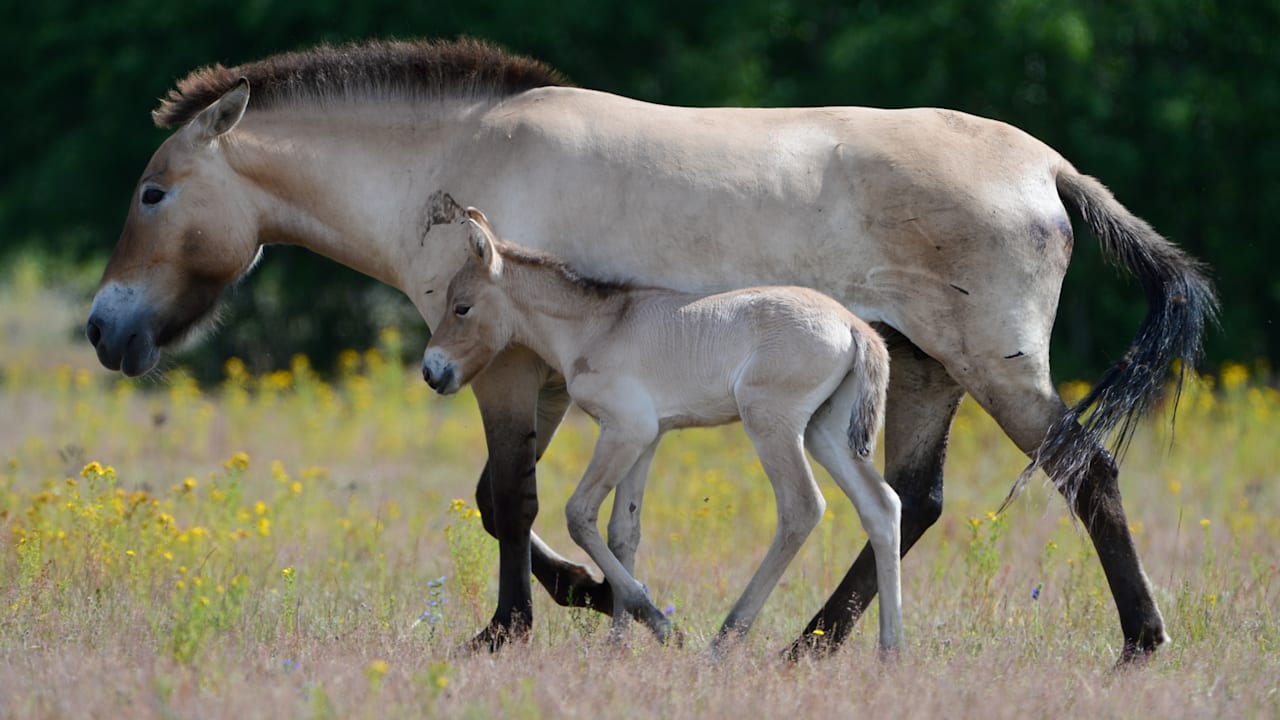 Hanau plant Wiederaufstockung der Wildpferde-Herde nach Verlusten