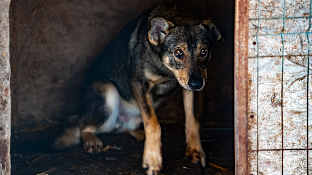 Rumäniens Tierheime: Ein verzweifelter Aufruf zur Rettung der Straßenhunde