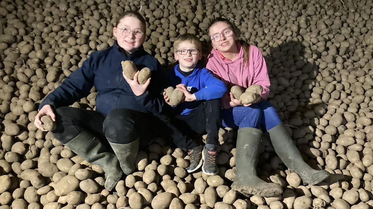Kinder verschenken Kartoffelüberschuss auf Bauernhof in Belgien