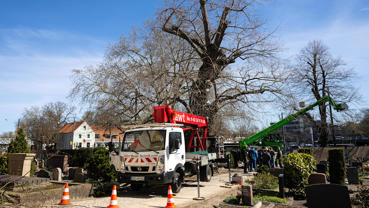 Bremens ältester Baum erhält dringend benötigten Schutz durch Stützgerüst