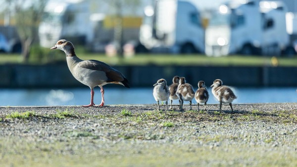 Das Herner Meer: Ein Naturparadies mit tierischem Charme