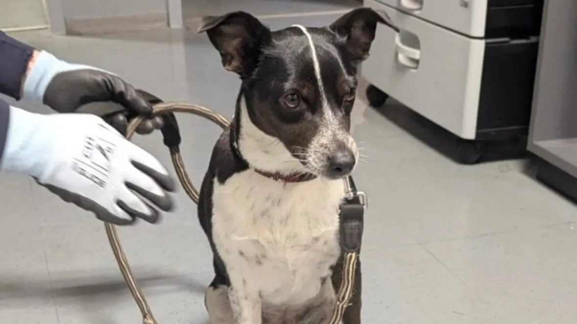 Tierquäler am Essener Hauptbahnhof: Hund gerettet, Täter festgenommen