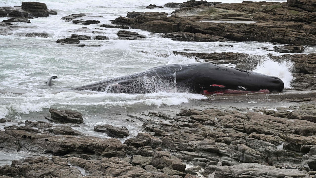 Pottwal strandet an der Atlantikküste - Rettungsversuche scheitern