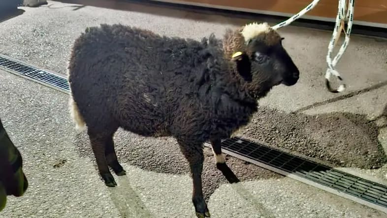 Manni das schwarze Schaf: Rettung aus misslicher Lage