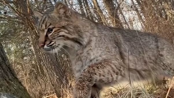 Jäger in Gefahr: Unerwartete Begegnung mit einem Rotluchs