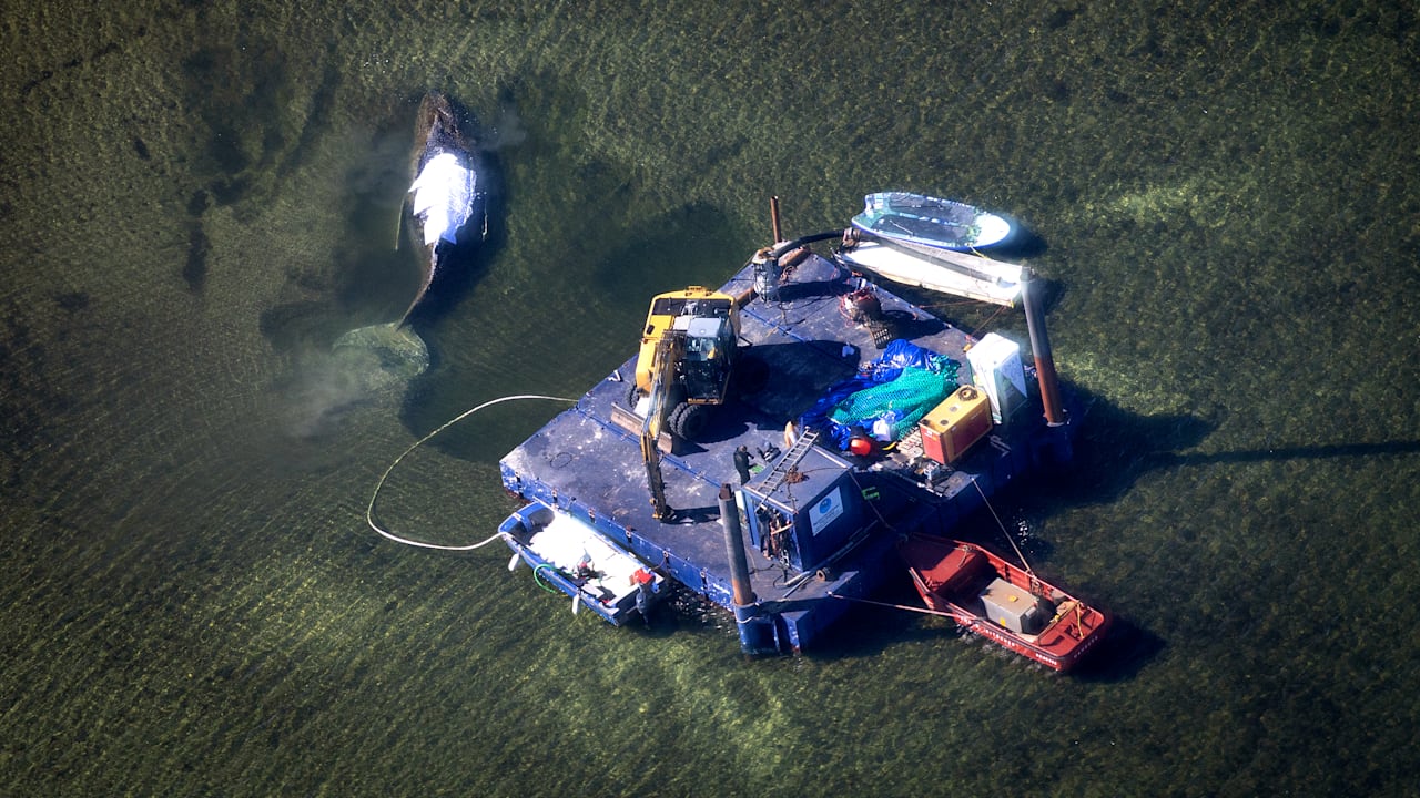 Dramatische Rettungsaktion für Buckelwal Timmy in der Wismarer Bucht