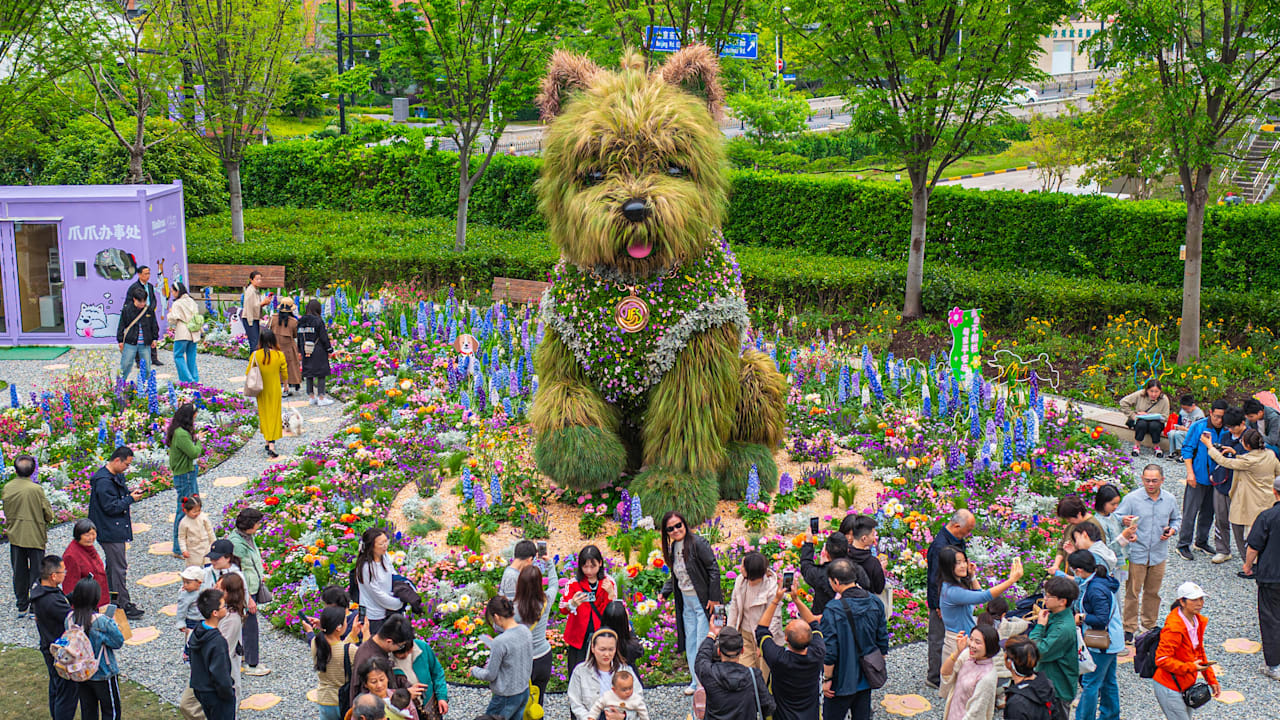 Pflanzenwelpe begeistert auf internationaler Blumenschau in Shanghai