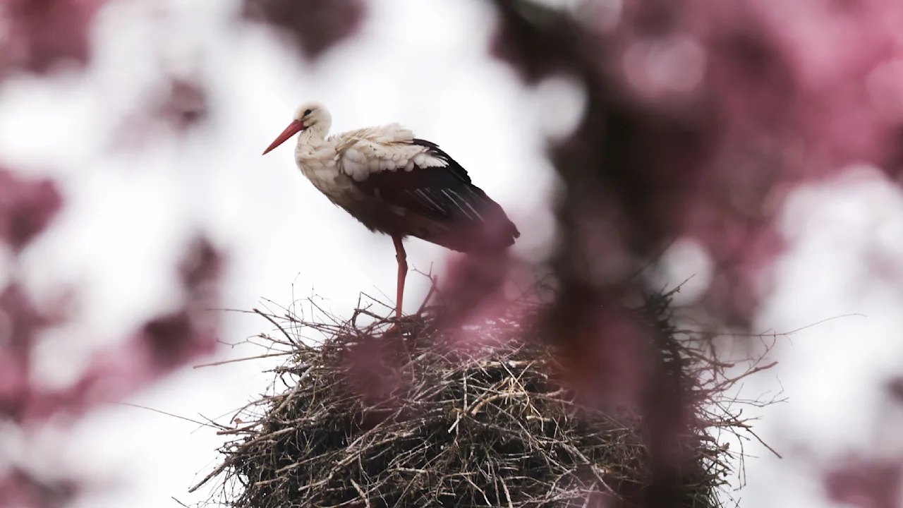 Mysteriöser Vorfall in Braak: Storch stirbt nach lauten Geräuschen