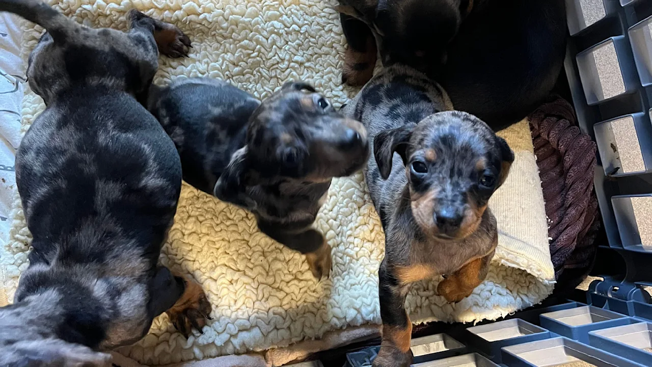 Sechs ausgesetzt Hundewelpen in Öhringen gefunden