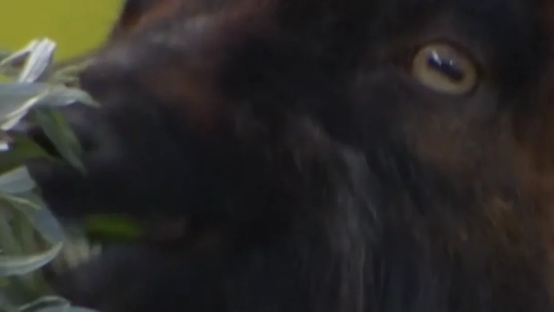 Hennes genießt kleinen Snack während des Derbys