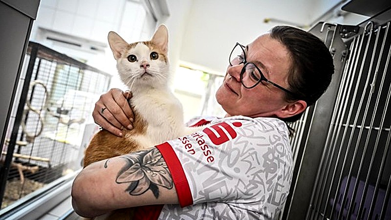 Rot-Weisse Katzen im Essener Tierheim: Ein Herz für RWE