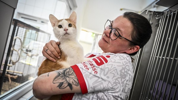 RWE-Fans aufgepasst: Rot-weiße Katzen im Essener Tierheim suchen ein Zuhause