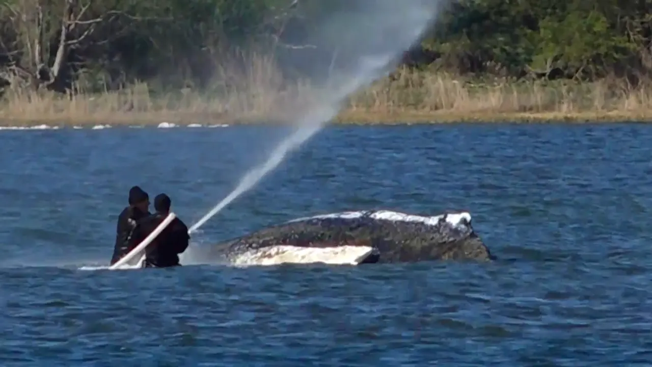 Rettungsaktion für Timmy den Buckelwal: Neue Hoffnung durch Lastkran aus Hamburg