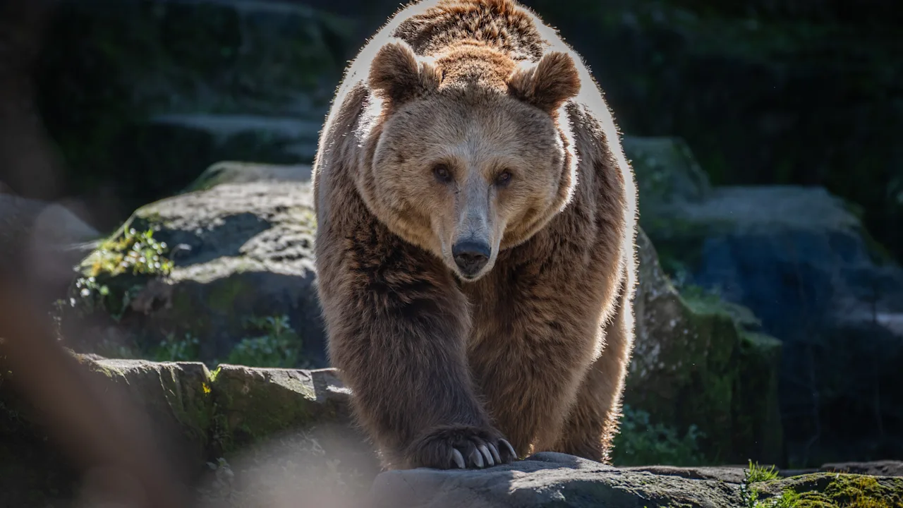 Tragödie im Bieszczady-Gebirge: Frau stirbt nach Bärenangriff