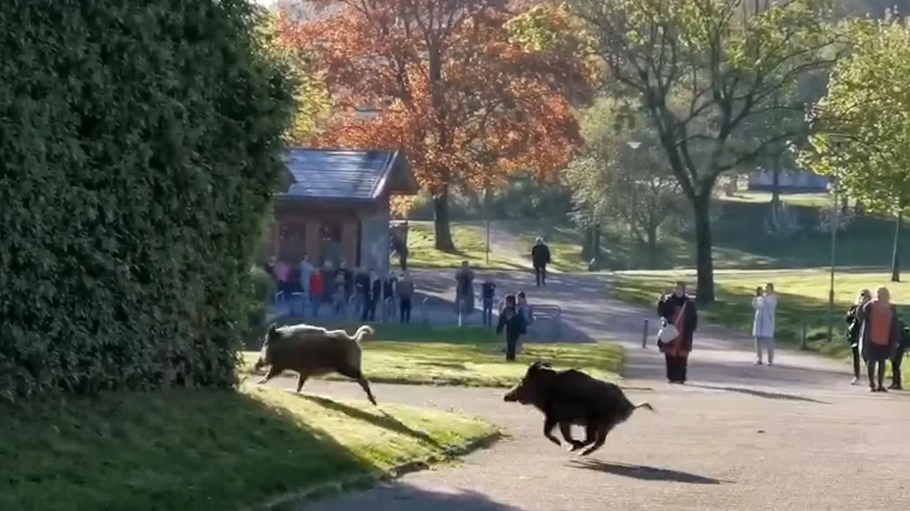 Wildschweine belagern Schule in Hagen – Ein zunehmendes Problem