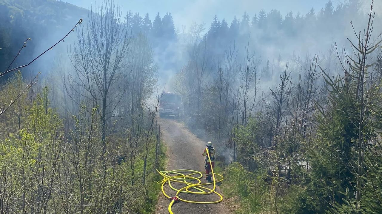 Brandstiftung im Waldgebiet von Rohrdorf – Polizei sucht Hinweise