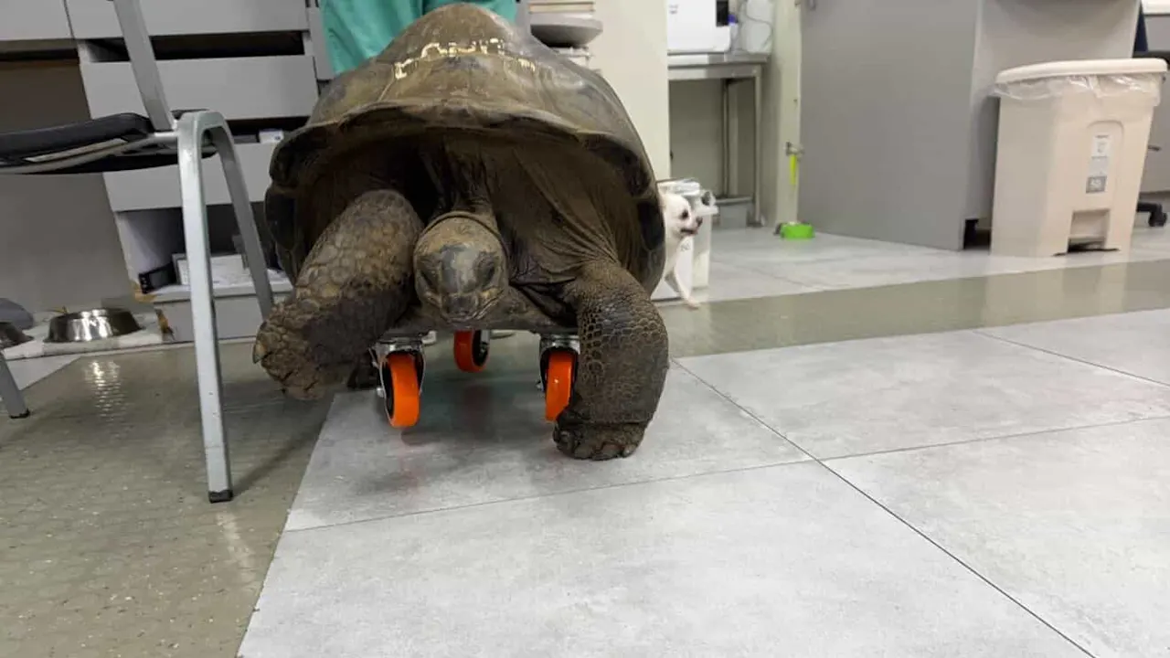 Innovativer Rollstuhl für Schildkröte auf den Philippinen