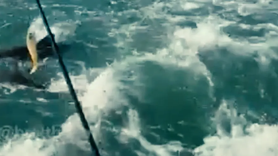 Atemberaubendes Spektakel: Angler beobachtet Haifütterung vor Küste