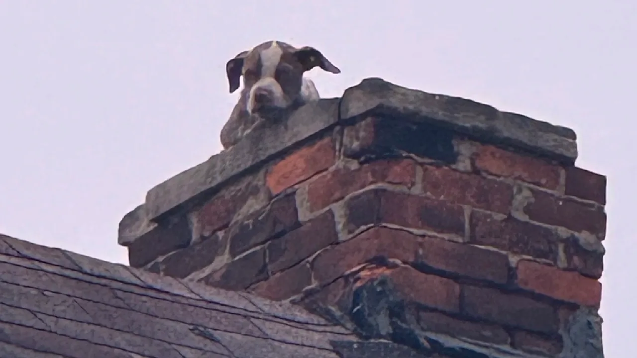 Dramatische Rettungsaktion: Welpe auf Schornstein in luftiger Höhe gestrandet