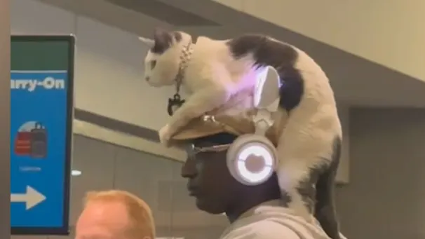 Katzen-Hut begeistert Passagiere am Flughafen