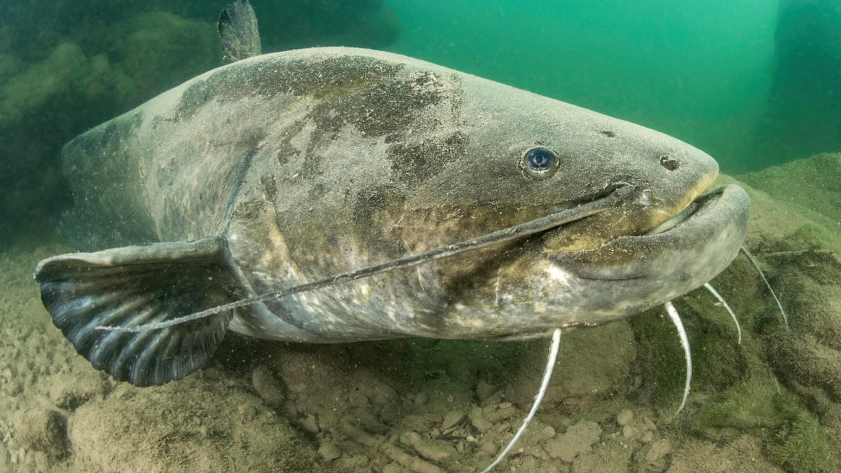 Gigantischer Wels in der Rhône: Anglerin bricht Rekorde und setzt Fisch wieder frei