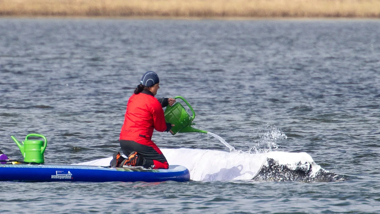 Die Rettung von Wal Timmy: Ein aktueller Fall in der Bucht vor Poel