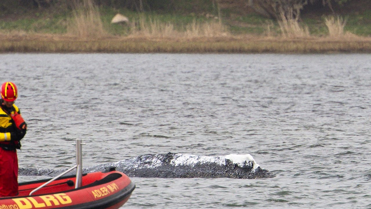 UEFA verhängt Sperre gegen Gianluca Prestianni - Konsequenzen für den Spieler und seine Mannschaft