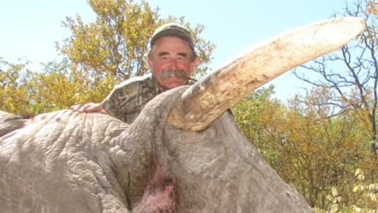 Tragisches Ende eines Großwildjägers: Elefantenherde fordert Leben eines Millionärs