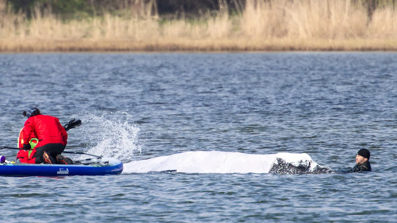 Die Herausforderungen bei der Rückführung gestrandeter Wale