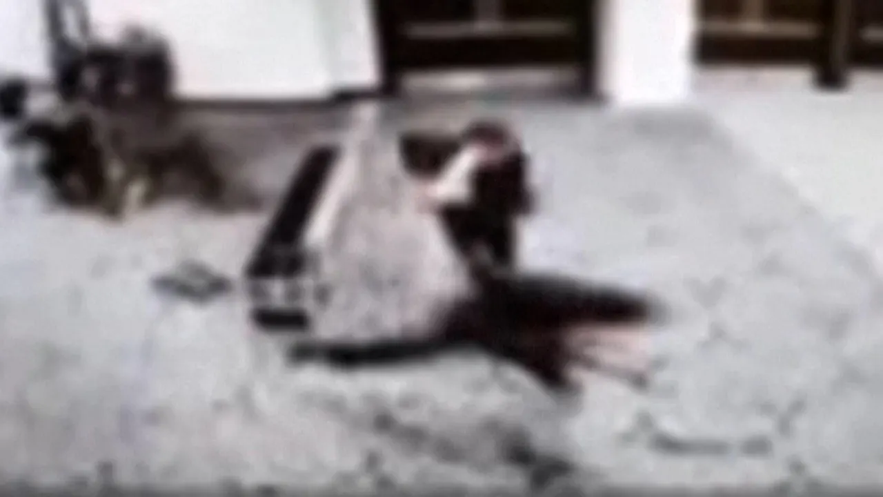 Schüsse bei Korrespondenten-Dinner: Sicherheitsvorfälle erschüttern Veranstaltung