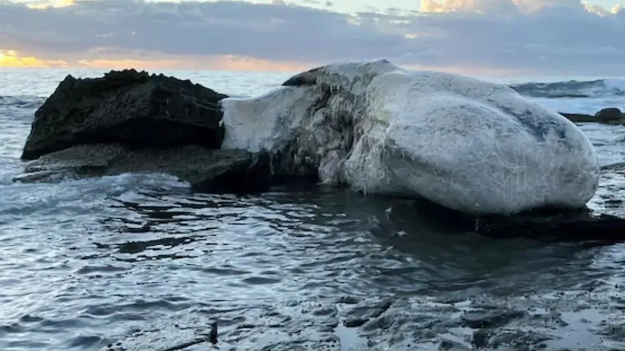 Gefährliche Haiaktivität nach dem Tod eines Pottwals vor Sydney