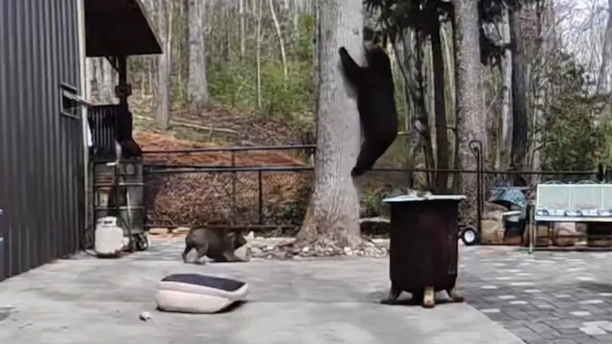 Hunde verteidigen ihr Territorium: Schwarzbären auf Abwegen in North Carolina