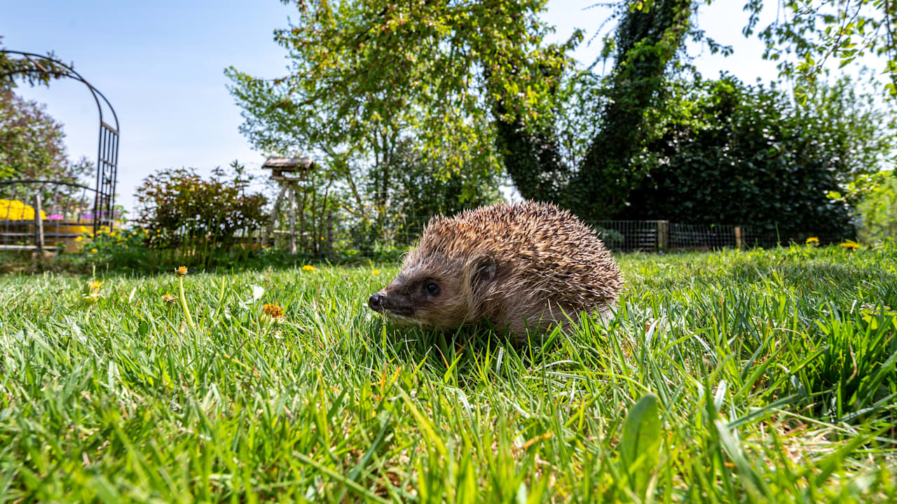 Nachtfahrverbot für Mähroboter soll Igel und Kleintiere schützen
