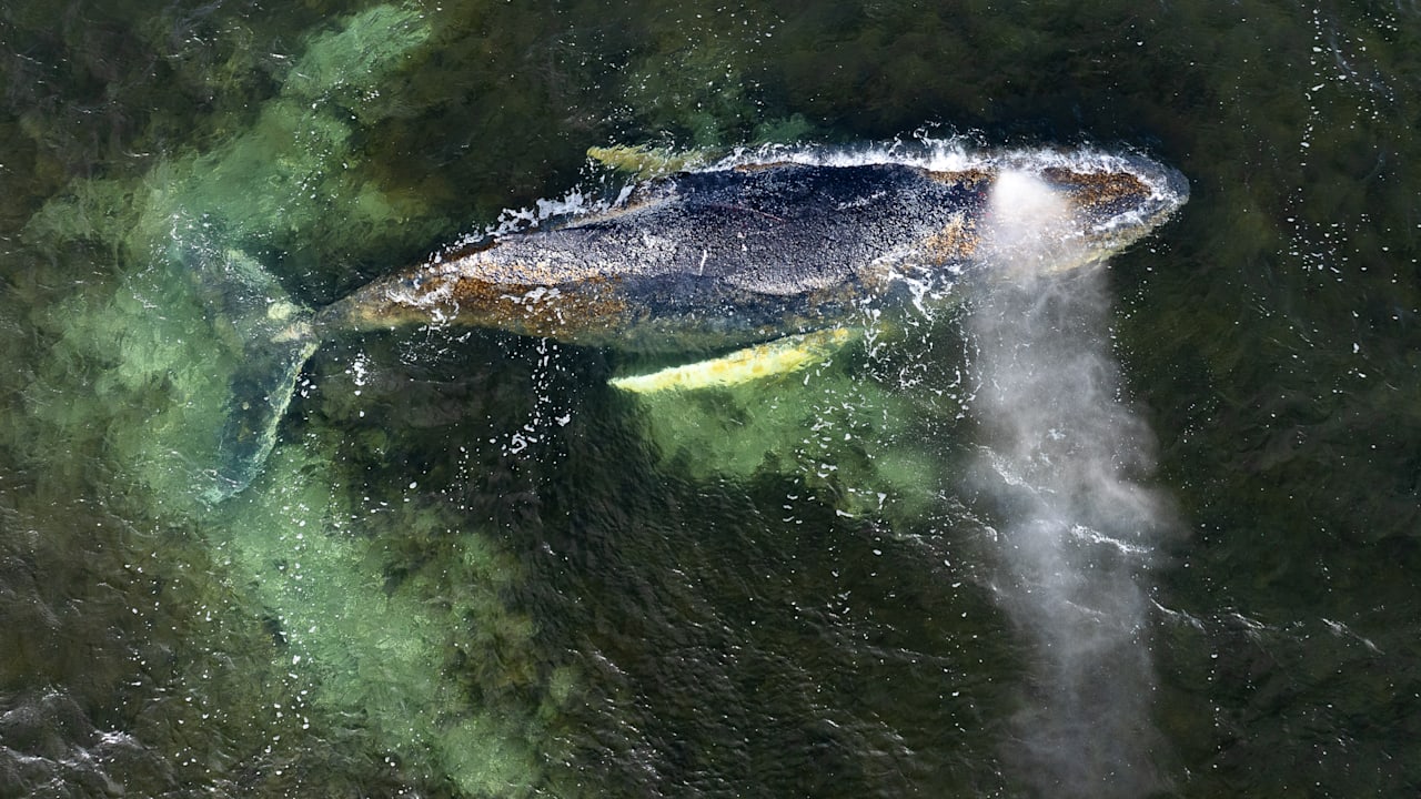 Emotionale Proteste in Wismar: Hoffnung für den Wal Timmy