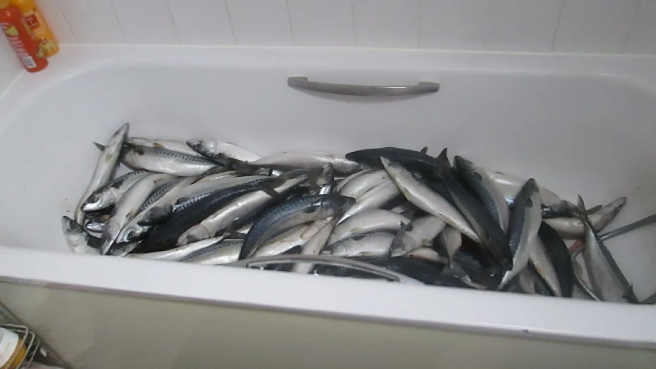 Skandal um illegalen Fischverkauf aus der Badewanne in England