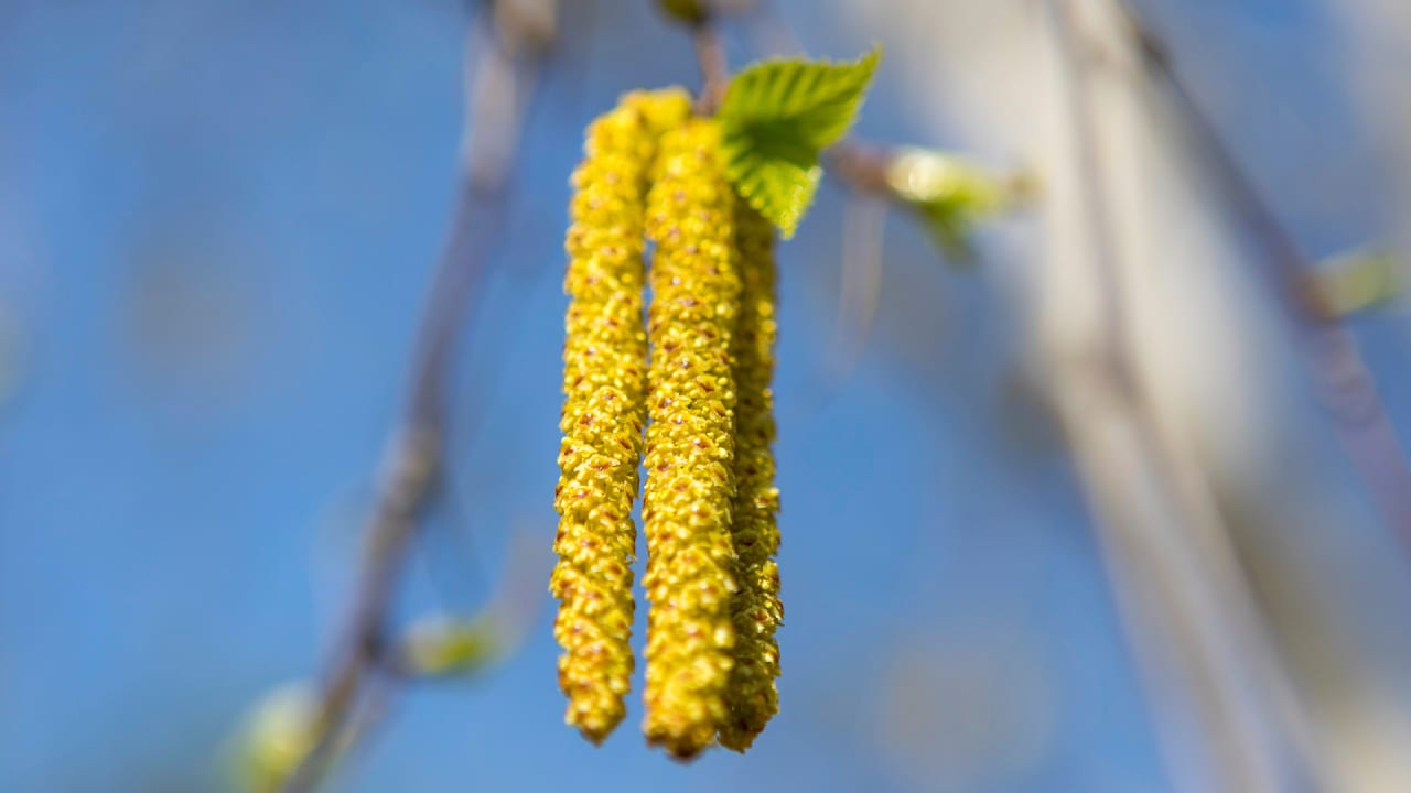 Heuschnupfen-Gefahr: Birkenpollen setzen Allergikern zu