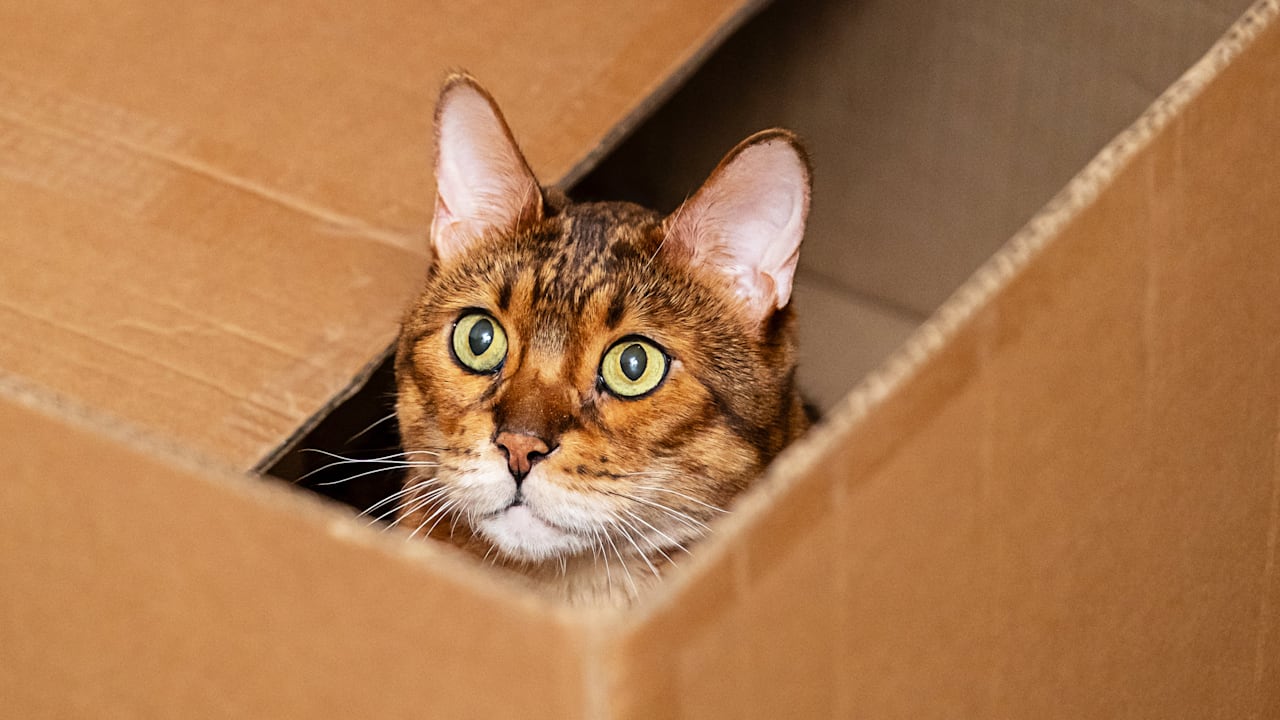 Mann verurteilt: Katze in Paket nach Deutschland verschickt