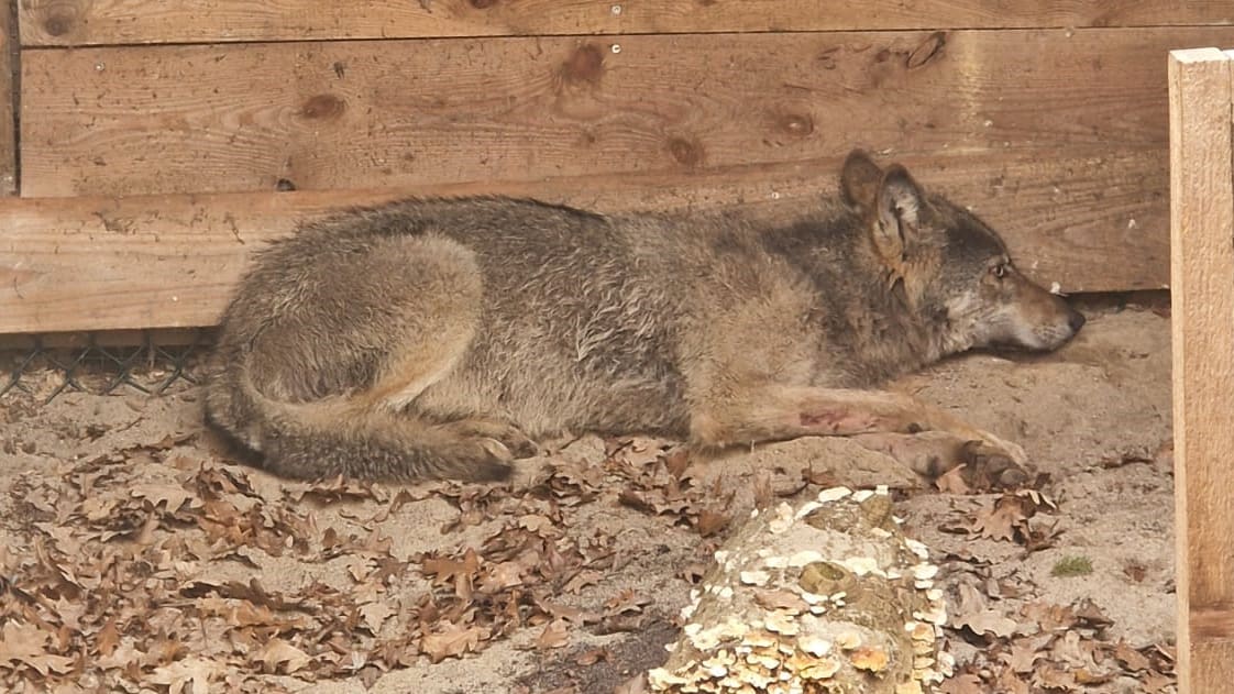 Wolf nach Angriff auf Frau in Hamburg erneut in freier Wildbahn