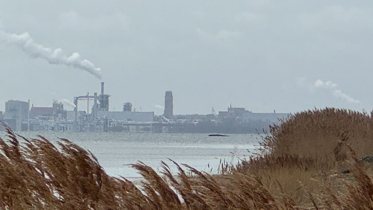 Tragisches Schicksal von Timmy: Der gestrandete Buckelwal vor Poel