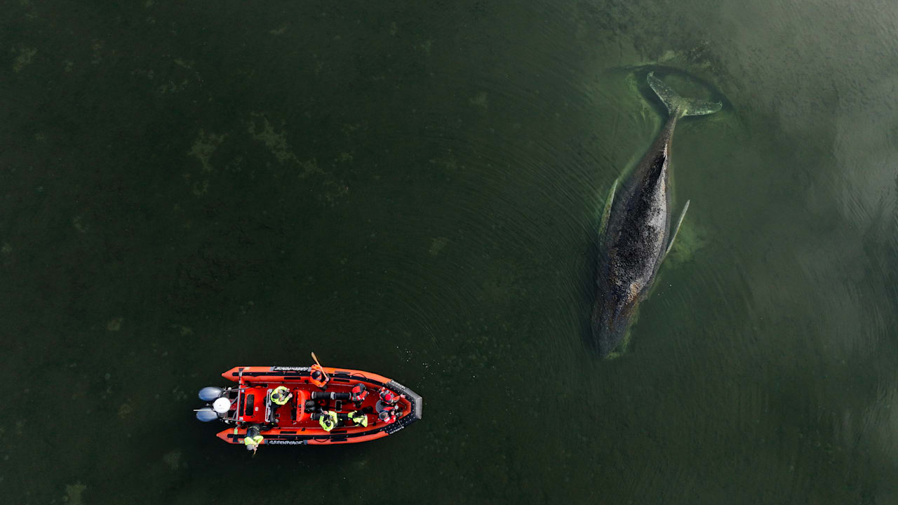 Experten streiten über das Schicksal des gestrandeten Buckelwals Timmy
